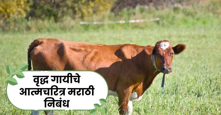 वृद्ध गायीचे आत्मचरित्र मराठी निबंध | Autobiography of an Old Cow Marathi Essay