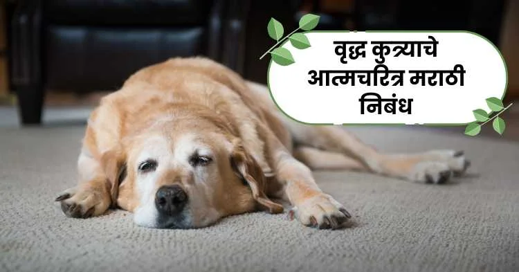 वृद्ध कुत्र्याचे आत्मचरित्र मराठी निबंध | Autobiography of an Old Dog Marathi Essay